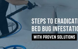 Steps-to-Eradicating-Bed-Bug-Infestation-with-Proven-Solutions